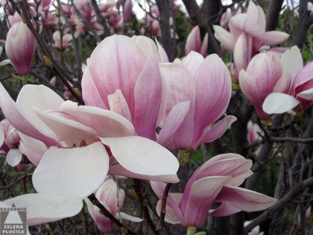 Magnolia soulangeana 'Alexandrina'